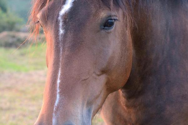 34属什么命?解密34属相的命运与性格特征 34属什么命?解密34属相的命运与性格特征
