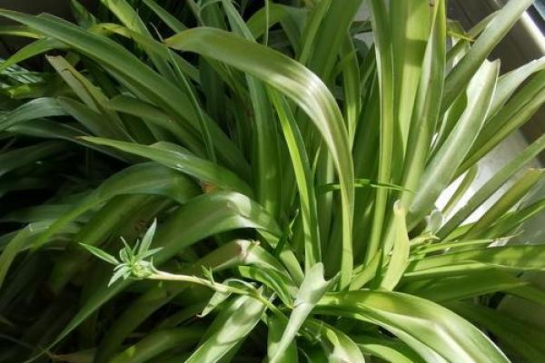 适合木命年的幸运颜色：为你的生活增添生机与活力