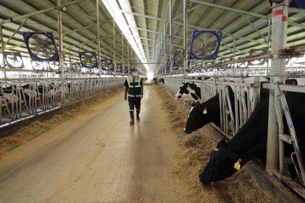 探寻“马楼的命也是命”的深意与生活智慧