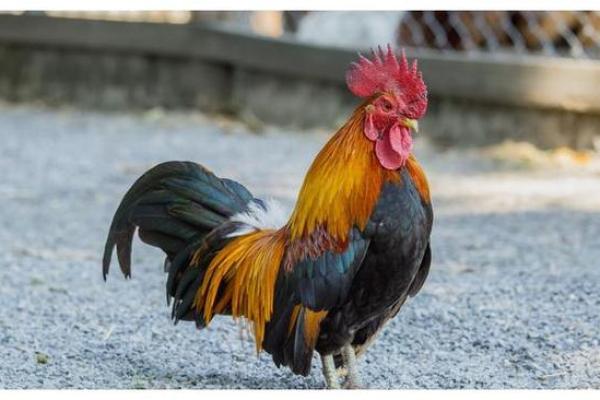 2017年命理解析:生肖鸡年带来的机遇与挑战 2017年命理解析:生肖鸡年带来的机遇与挑战