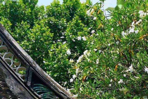 茵陈发绿：自然之美与生命的韧性之歌