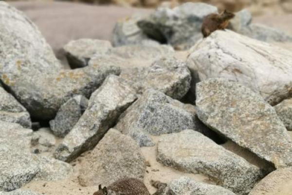 2023年：水兔之年，探索机遇与成长的旅程