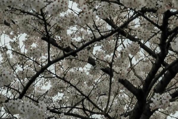 命运交错：一场偶然改变了人生的成语故事