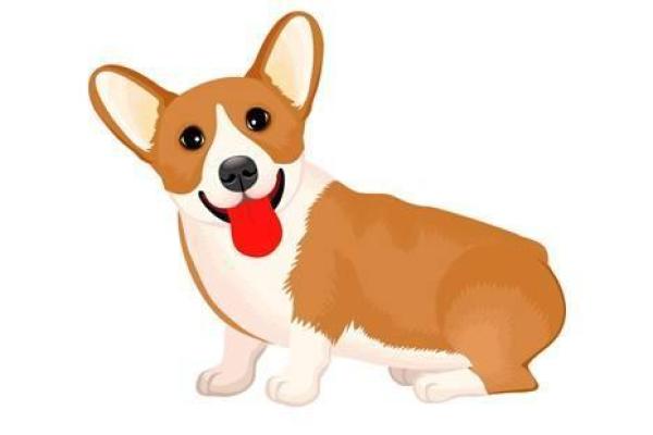 探索2018狗年命缺什么，提升运势的秘密与方法