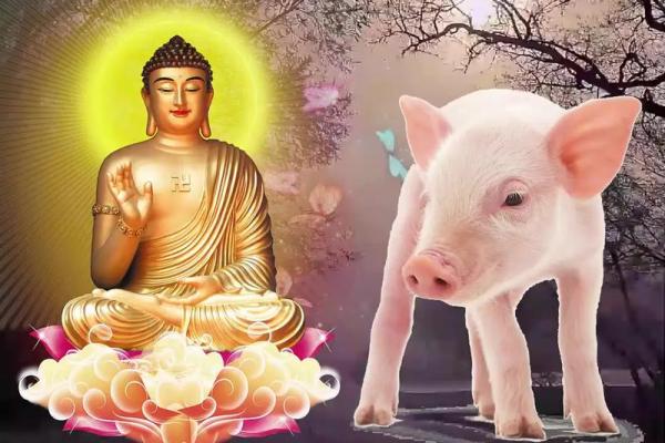 2019年出生宝宝命理解析：生肖猪的幸福与挑战