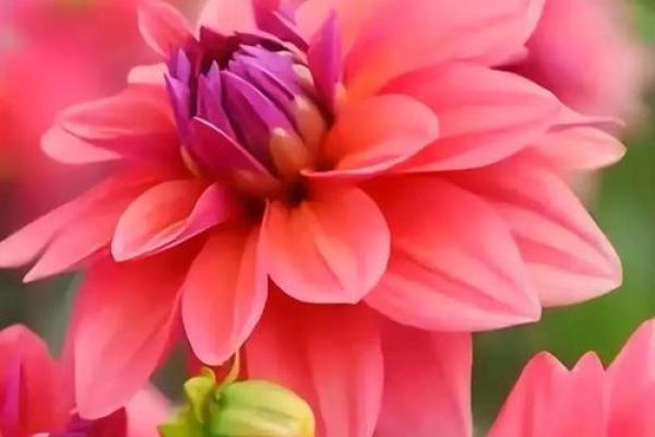 火命男寻找理想命女的婚姻之道：命理解析与心灵契合