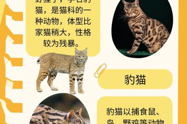 23点出生的鼠:命运与性格的深度解析 23点出生的鼠:命运与性格的深度解析