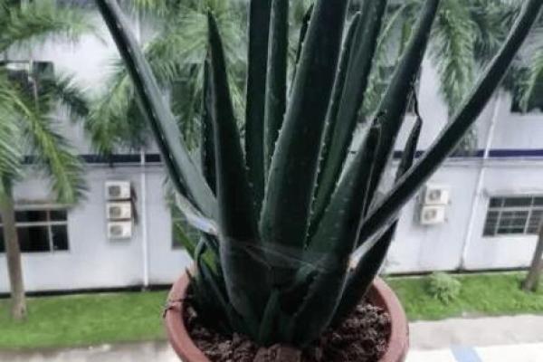 根据什么命养什么植物，探寻植物与命运的奇妙联系