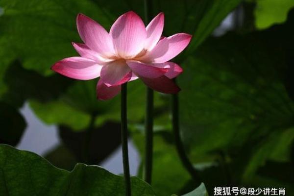 2021属牛人的命运解析:福星高照、机遇无限! 2021属牛人的命运解析:福星高照、机遇无限!