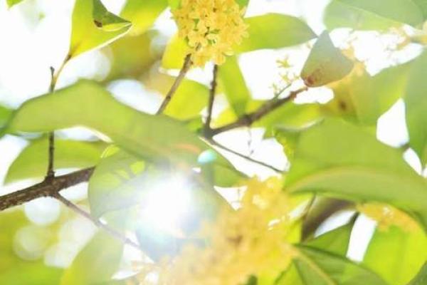 1378年命运：历史转折中的光阴与希望