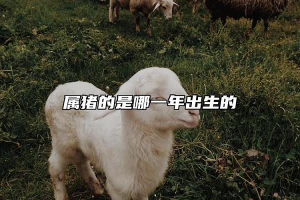 1995年出生的猪命究竟意味着什么?解析生肖猪的性格与命运 1995年出生的猪命究竟意味着什么?解析生肖猪的性格与命运