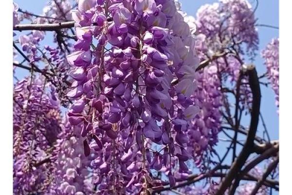 命理与花卉：为何有的人养花无法盛开？