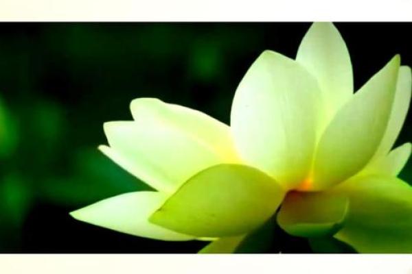探寻3016年属狗人的命运与性格特征