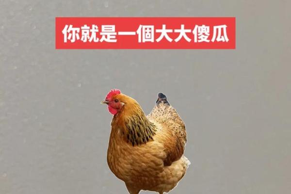 57年属什么?揭秘属鸡人的命运与性格特点! 57年属什么?揭秘属鸡人的命运与性格特点!