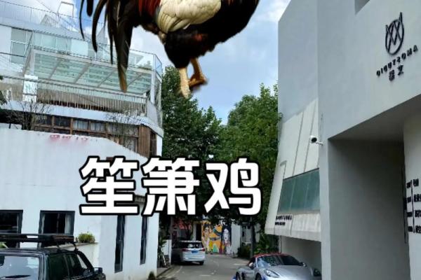 57年属什么?揭秘属鸡人的命运与性格特点! 57年属什么?揭秘属鸡人的命运与性格特点!