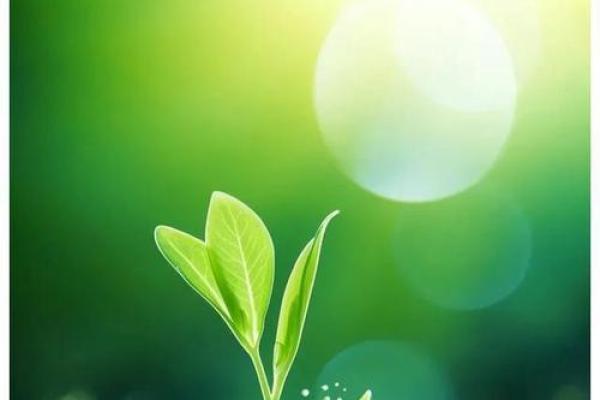 水命与金命人的植物养护指南:选择适合的绿色伴侣 水命与金命人的植物养护指南:选择适合的绿色伴侣