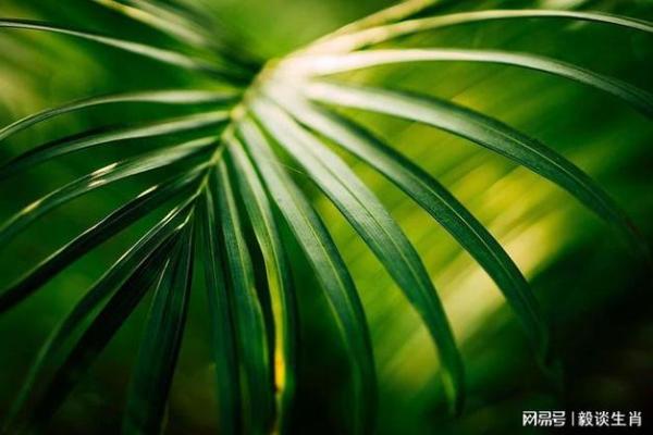 水命与金命人的植物养护指南:选择适合的绿色伴侣 水命与金命人的植物养护指南:选择适合的绿色伴侣