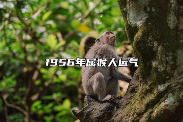 2016年属猴人的命运解析及生活指导