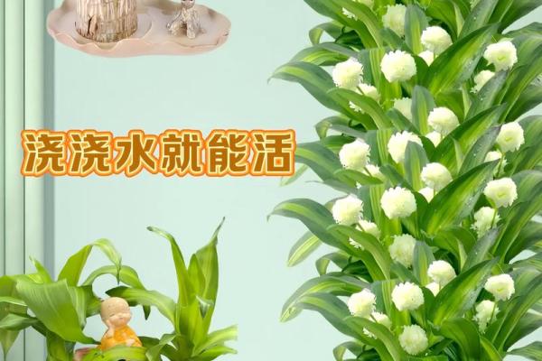 金命水命养什么绿植更合适，提升运势与生活幸福感！