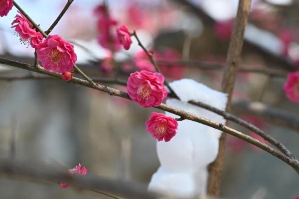 探秘梅花命:如何解读命理中的梅花命运与人生启示 探秘梅花命:如何解读命理中的梅花命运与人生启示