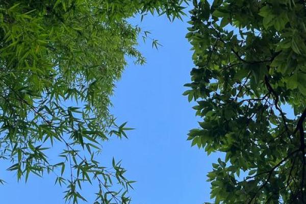 木命与哪些命最旺夫,提升生活幸福感的秘密! 木命与哪些命最旺夫,提升生活幸福感的秘密!