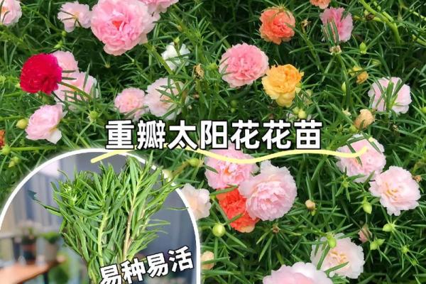 根据命理分析,不宜养花的人群揭秘 根据命理分析,不宜养花的人群揭秘