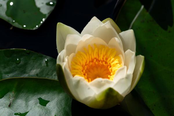 命理中的白玉莲花:寓意、特征与日常运用 命理中的白玉莲花:寓意、特征与日常运用