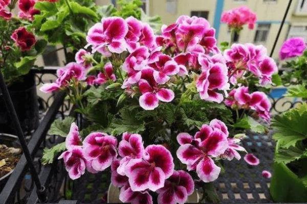 从花何何命看成语里的智慧与哲思 从花何何命看成语里的智慧与哲思