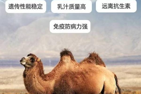 霹雳火命:源源不断的能量,补全命格的奥秘与智慧 霹雳火命:源源不断的能量,补全命格的奥秘与智慧