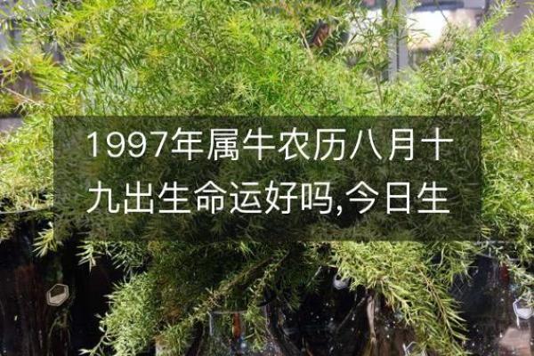 19976年出生的人命运分析:你知道你的命是什么吗? 19976年出生的人命运分析:你知道你的命是什么吗?