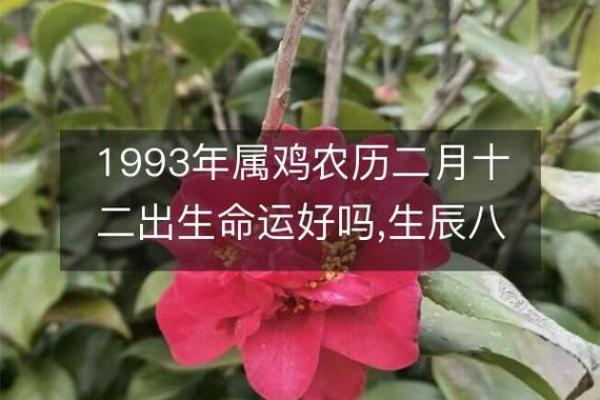 1993年属鸡人的命运与性格分析：八字揭秘人生精彩