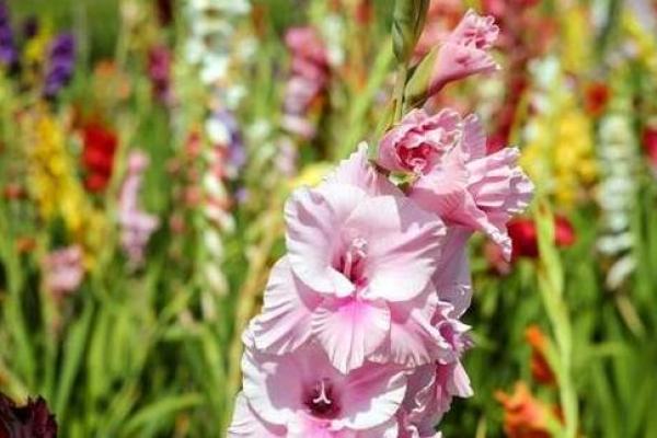 桃花在命格中的秘密:浪漫、机遇与人生转折的象征 桃花在命格中的秘密:浪漫、机遇与人生转折的象征