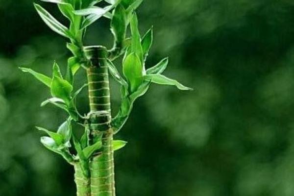 属马水命：揭秘命里缺什么，助你迎来好运！