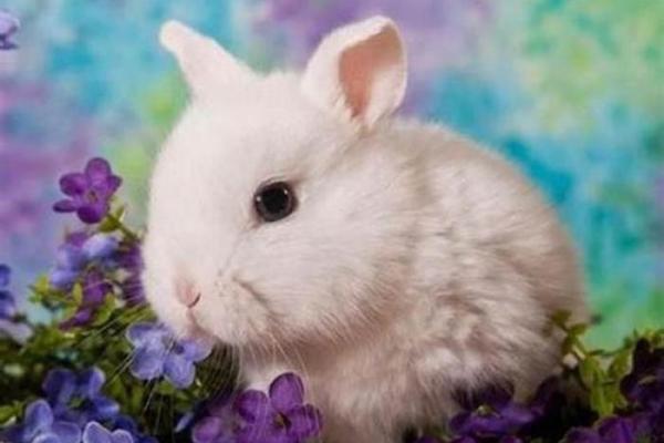 1987年属什么:揭秘兔年出生的幸运与挑战 1987年属什么:揭秘兔年出生的幸运与挑战