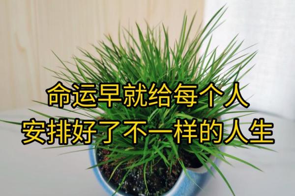 2012年龙年命理解析：掌握命运的奥秘与人生方向