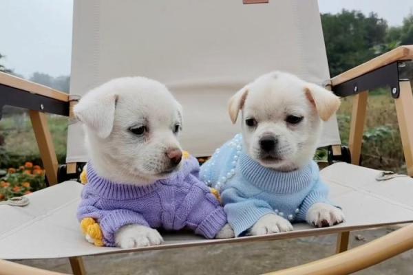 2018年鼠与狗相遇：命理解析与人生启示