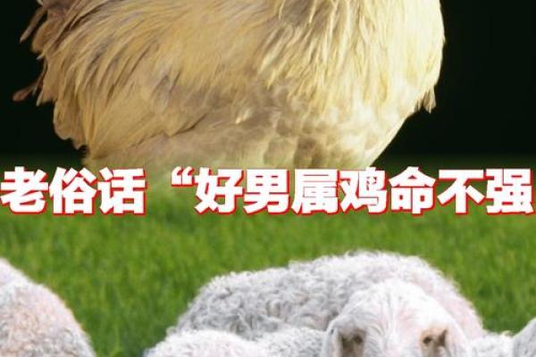 属鸡剑锋金命的人适合什么命？深入探讨相生相克的奥秘！