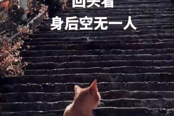 命运的轮回：那些无依无靠的孤独灵魂