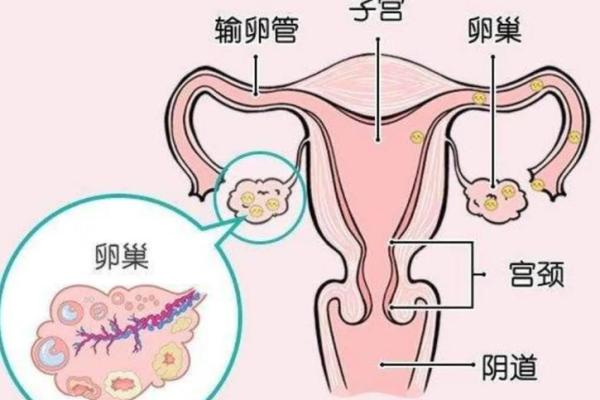 探秘三命拖一命女人的特征，揭开命运神秘的面纱！