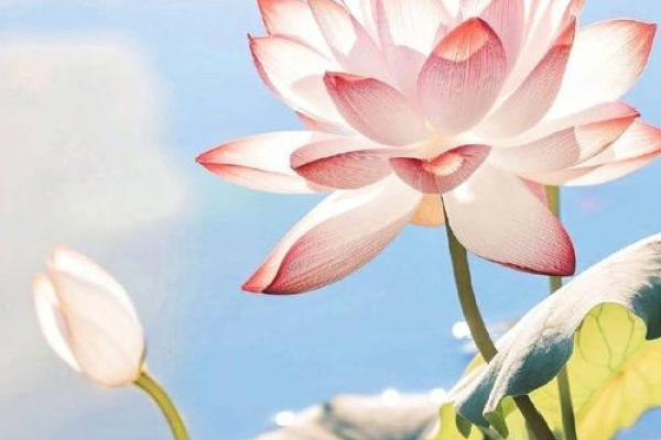 牛年土命：缺乏什么，如何提升？教你迎接好运！