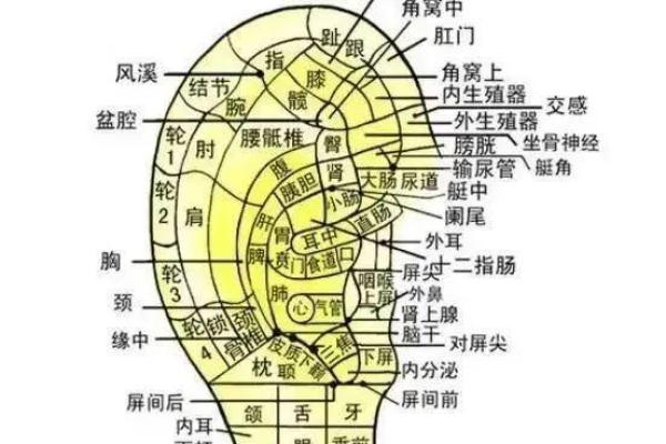 探秘耳朵的秘密：耳相与命运的微妙联系