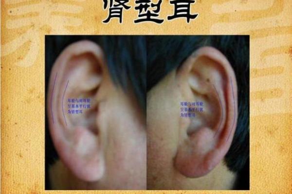 探秘耳朵的秘密：耳相与命运的微妙联系