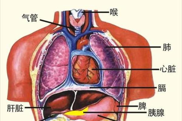 揭示命运：面相解读中的倒霉特征与改善之道