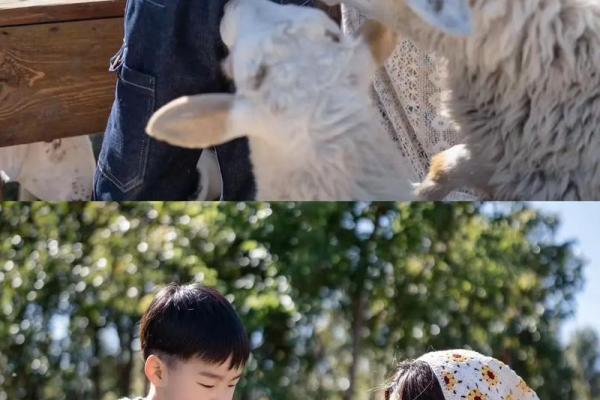 以命搏命的精神：追求梦想的勇气与坚持