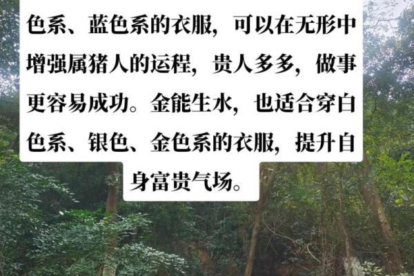猪年出生的生肖命运分析，探讨你的未来机遇与挑战
