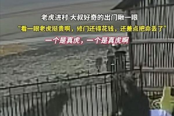 2021年老虎之命：老虎威猛与命运的奇妙交织