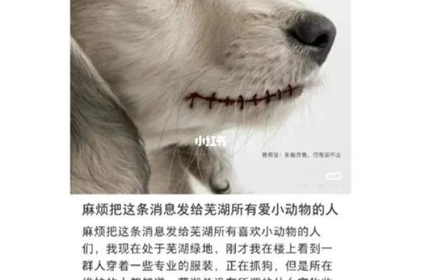 探寻2018年“狗年”的命运与风水，解读生肖狗的智慧与勇气