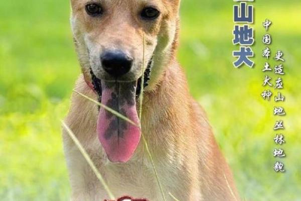 探寻2018年“狗年”的命运与风水，解读生肖狗的智慧与勇气