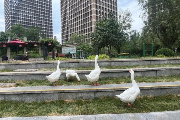 南怀瑾解读童子命：命运与灵性的探索之旅