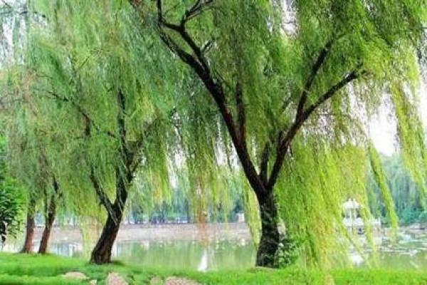 杨柳木命女生与哪些命理最为匹配？探寻最佳伴侣之路！
